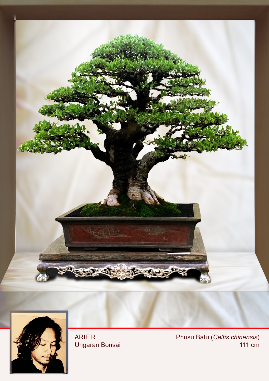 Pot Bonsai Xxl Contoh Bonsai