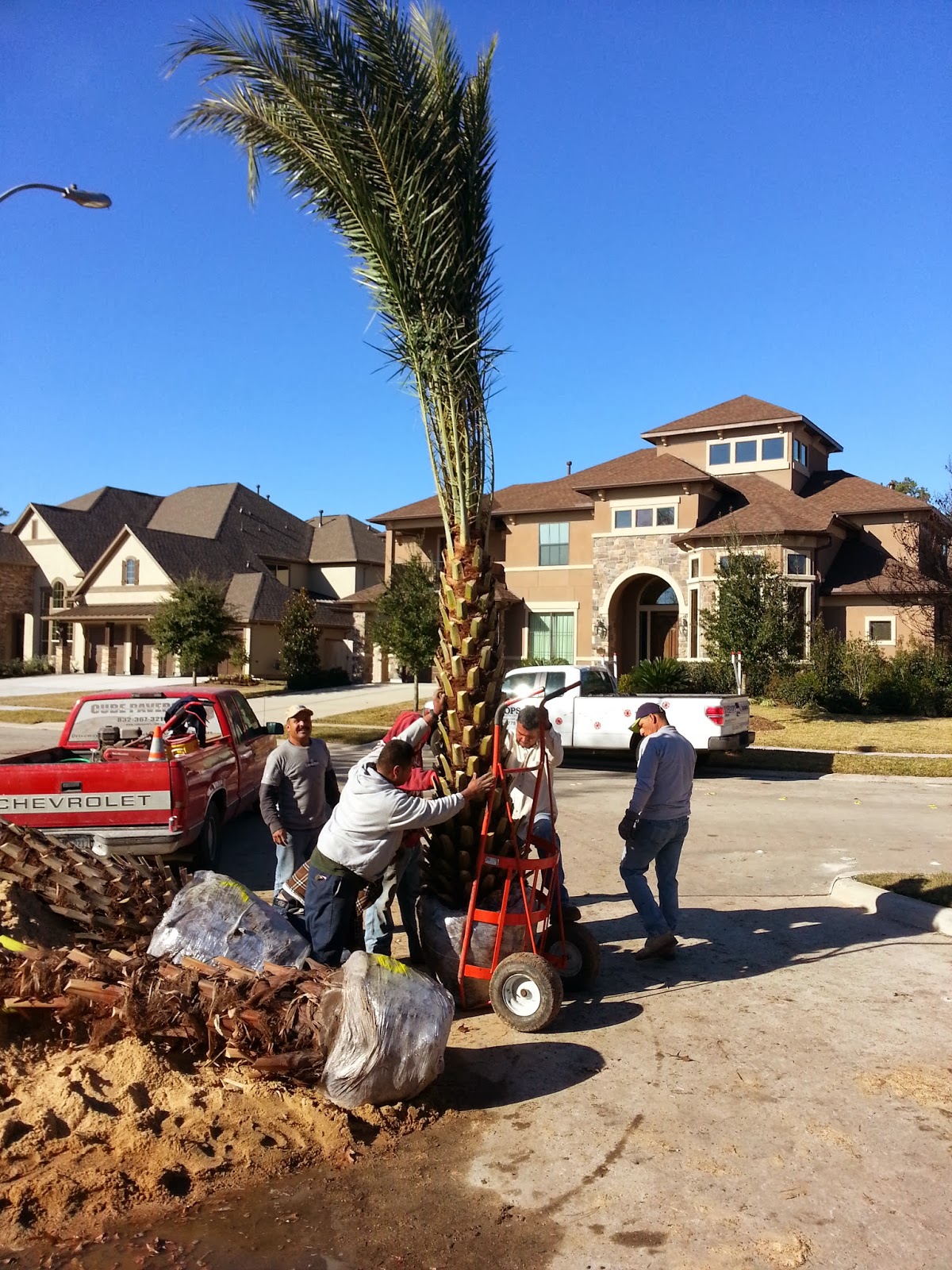 Cold Hardy Palm Trees in Houston Palm Trees Delivered and Installed