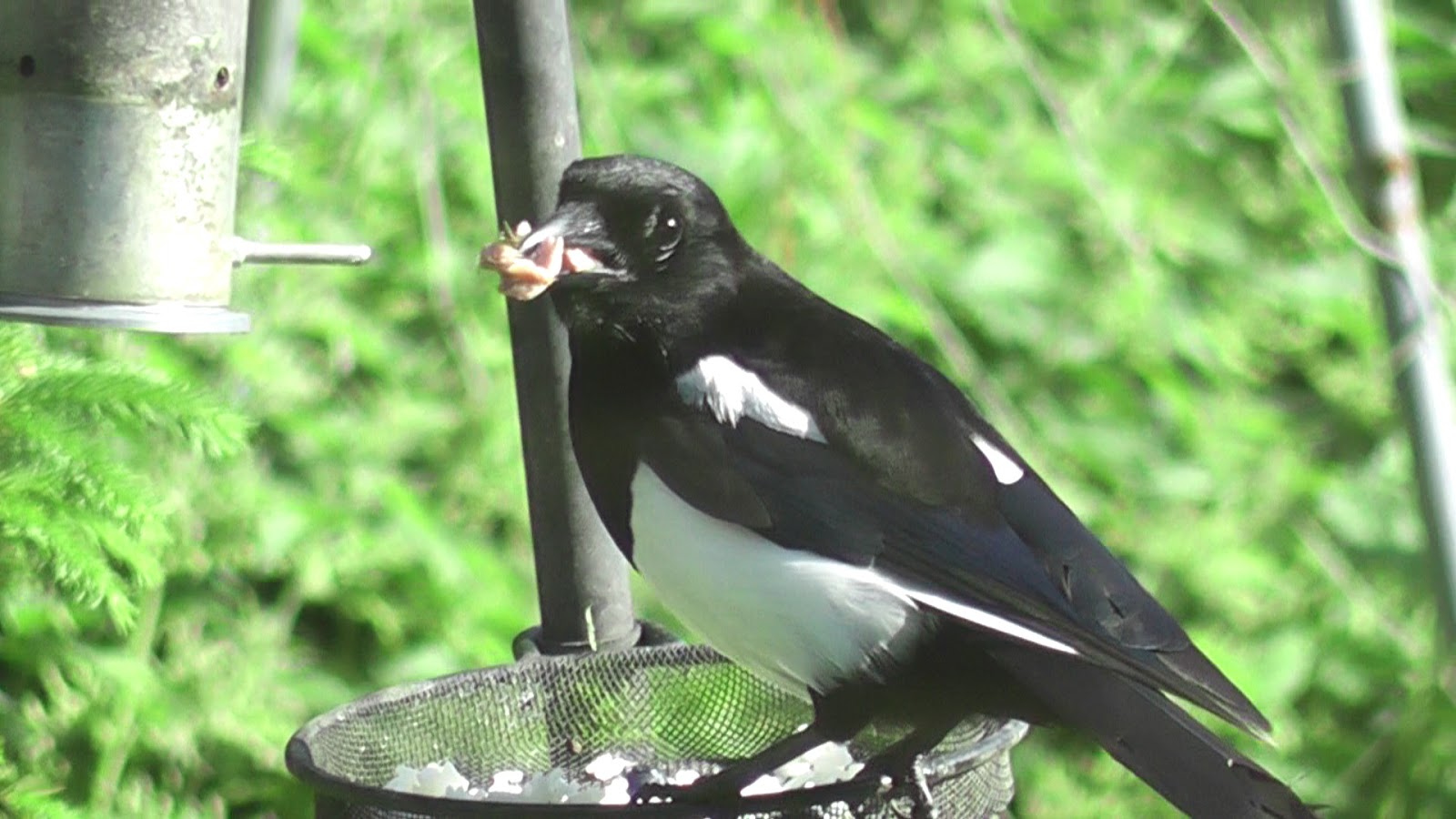 Animals and kids: Magpies in my garden
