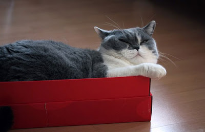 cat-in-box