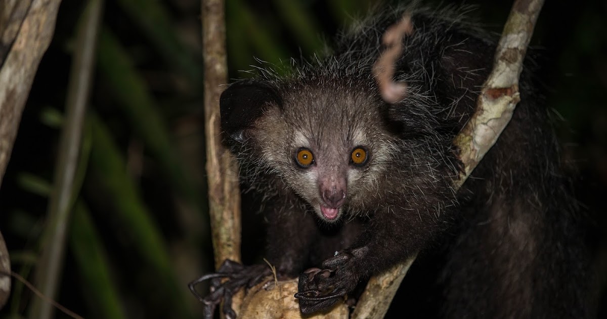 Abe's Animals: Aye-aye
