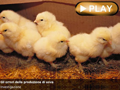 GLI ORRORI DELLA PRODUZIONE DI POLLI E UOVA