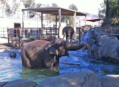 elephant elephants water play Six Flags Discovery Kingdom