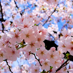 beauty sakura country flower japan