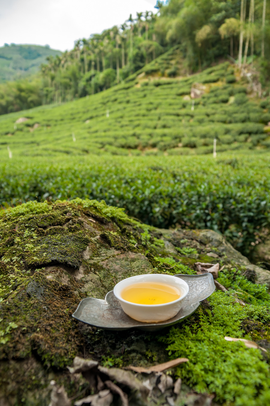 Tea Masters When a cup of tea is a trip to nature