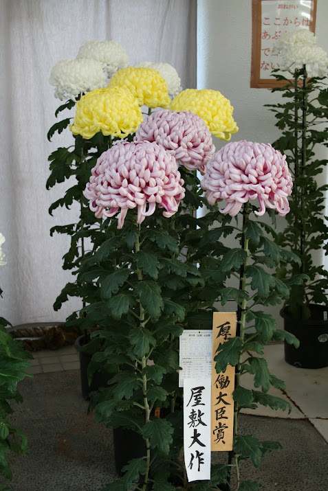 Minister of Health, Labor and Welfare Award ; Chrysanthemum Exhibition at Toyama Fairy Tale Forest