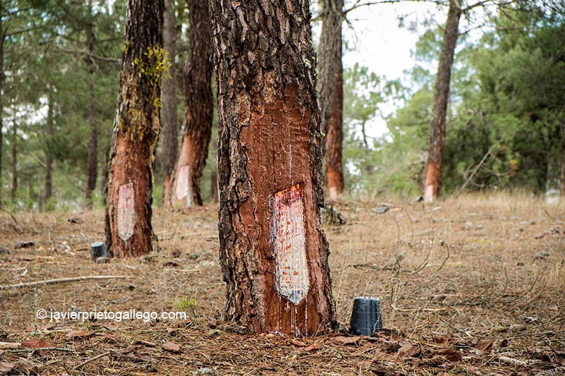 Explotación de resina en los pinares que rodean la laguna de Sotillos Bajeros. Espacio natural de las Lagunas de Cantalejo. Segovia. Castilla y León. España © Javier Prieto Gallego