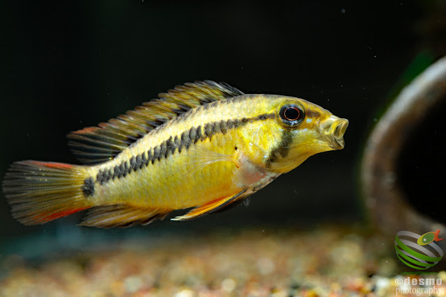 Apistogramma sp. schwarzkehl .var / sp. D25