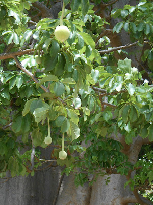 Apinanleipapuun hedelmat kasvavat