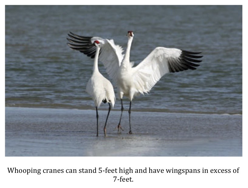 Texas Cryptid Hunter Endangered Whooping Cranes Wintering In Central Texas