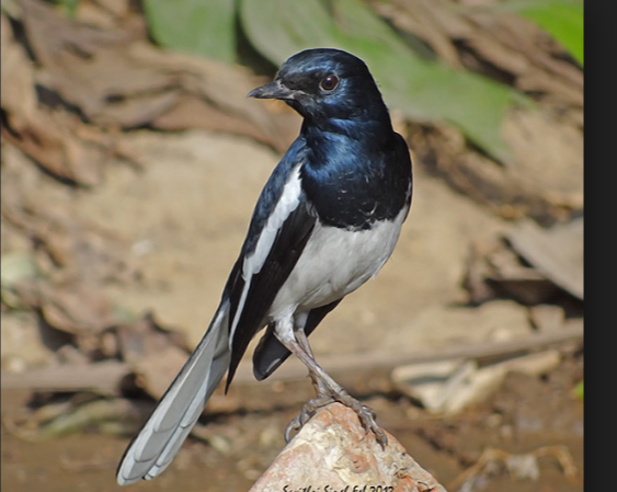 Tips Jitu Memilih Kacer Bahan Bisa Menjadi Prospek Juara