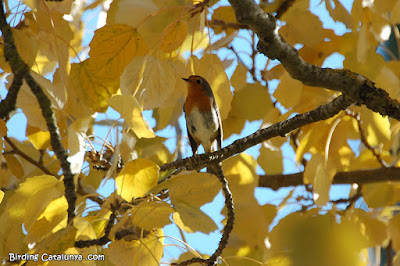 Pit-roig (Erithacus rubecula)