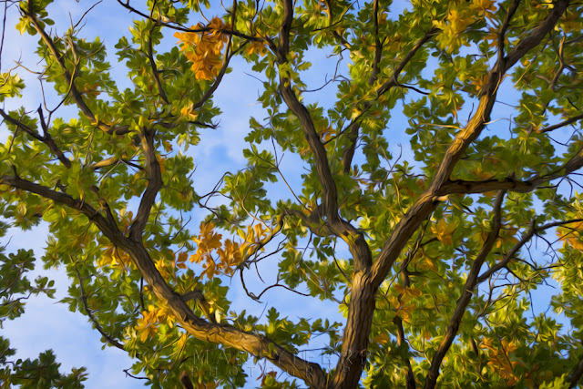 Autumn tree captured at Monks Wood and turned into an oil painting