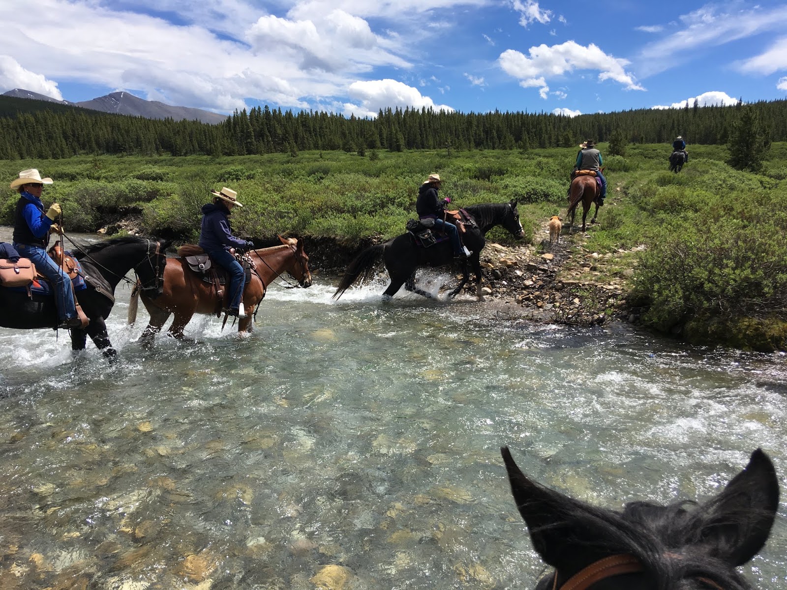 Camping and Horses