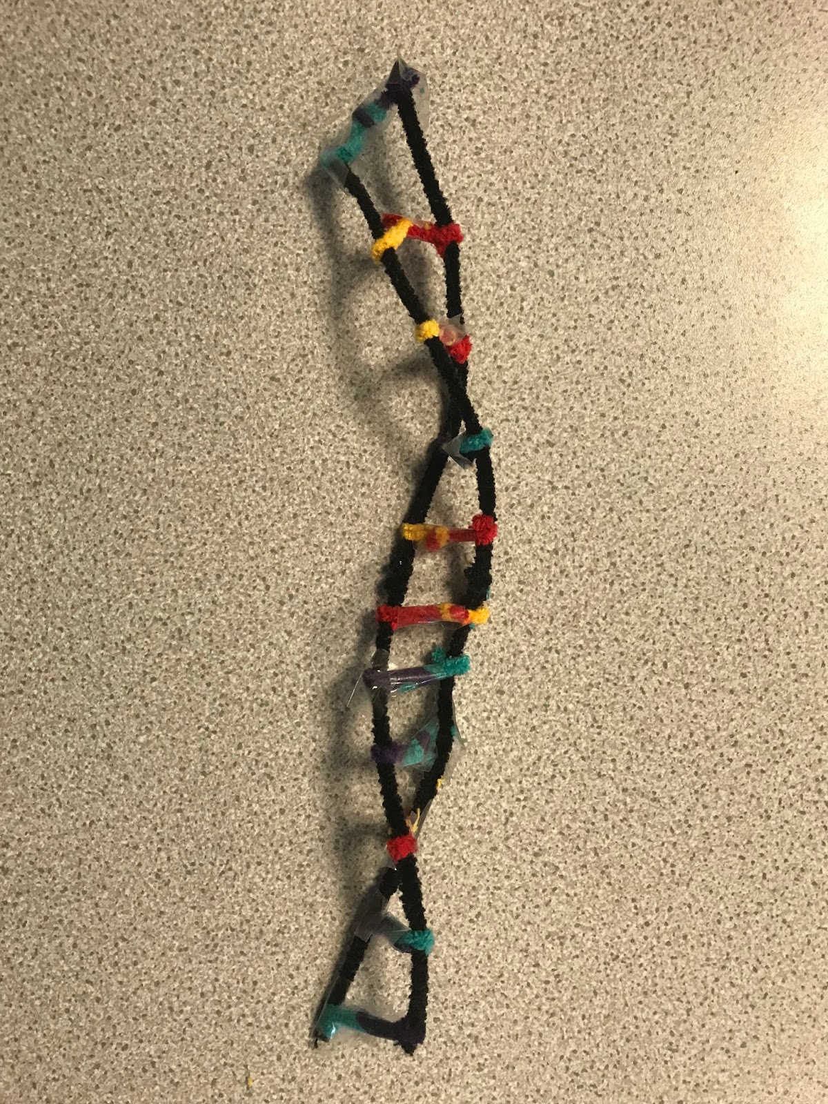 Dna Models Pipe Cleaners