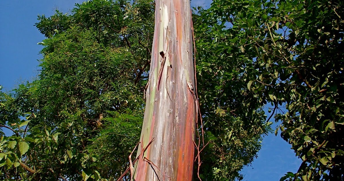Natureza e Vida O COLORIDO TRONCO DA ÁRVORE DE EUCALÍPTO ARCOIRIS.