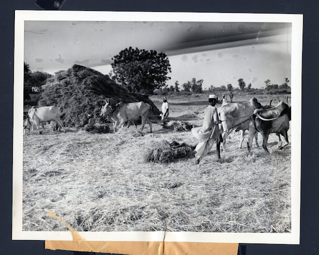 Grain+Separation+Farm+in+India+-+1946