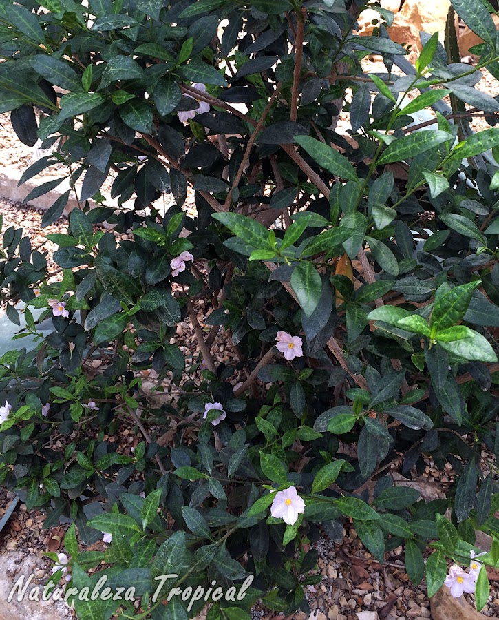 Vista de la planta arbustiva Solanum havanense