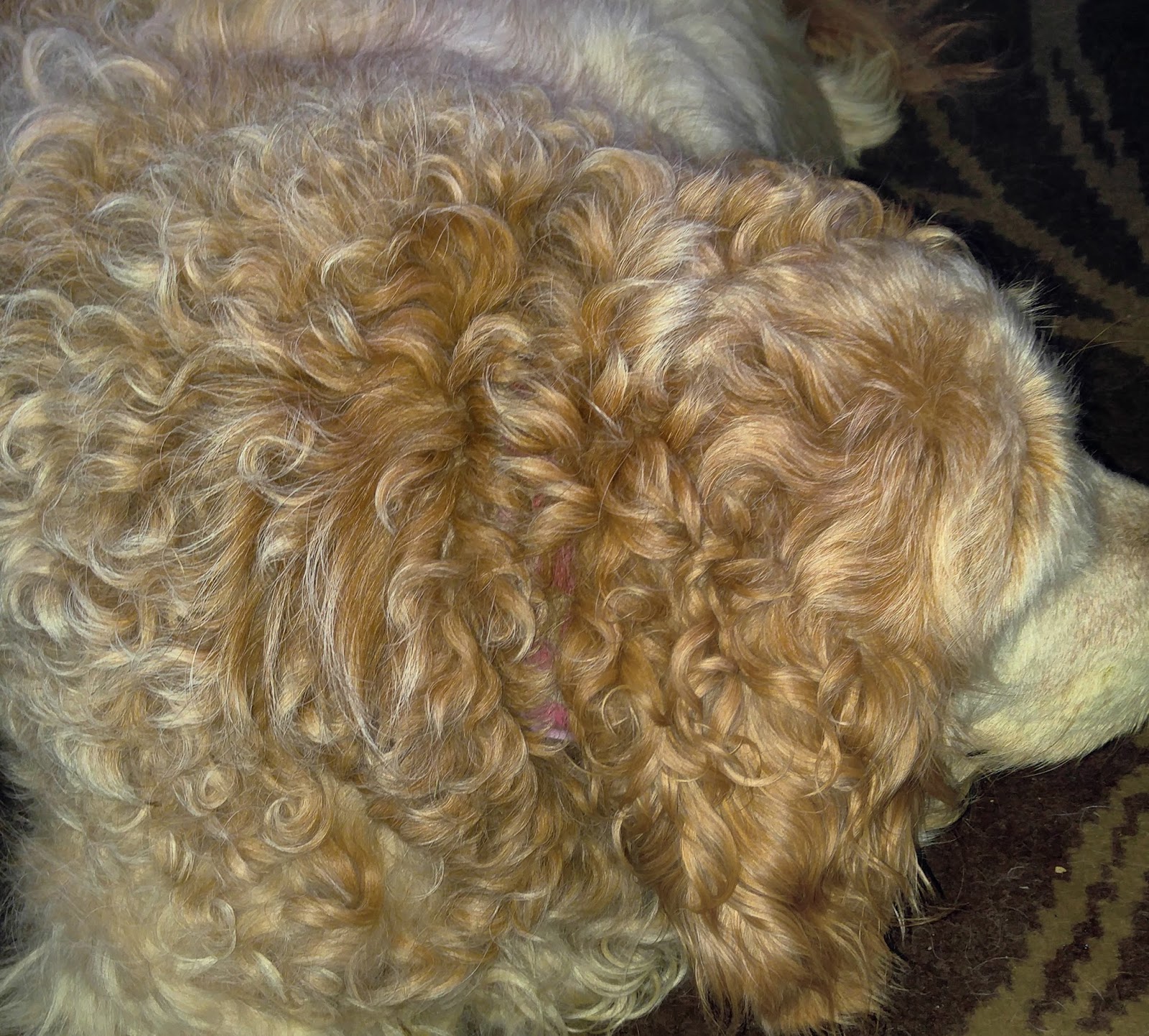 An Unfittie's Guide to Adventurous Travel Does your dog often get a perm?