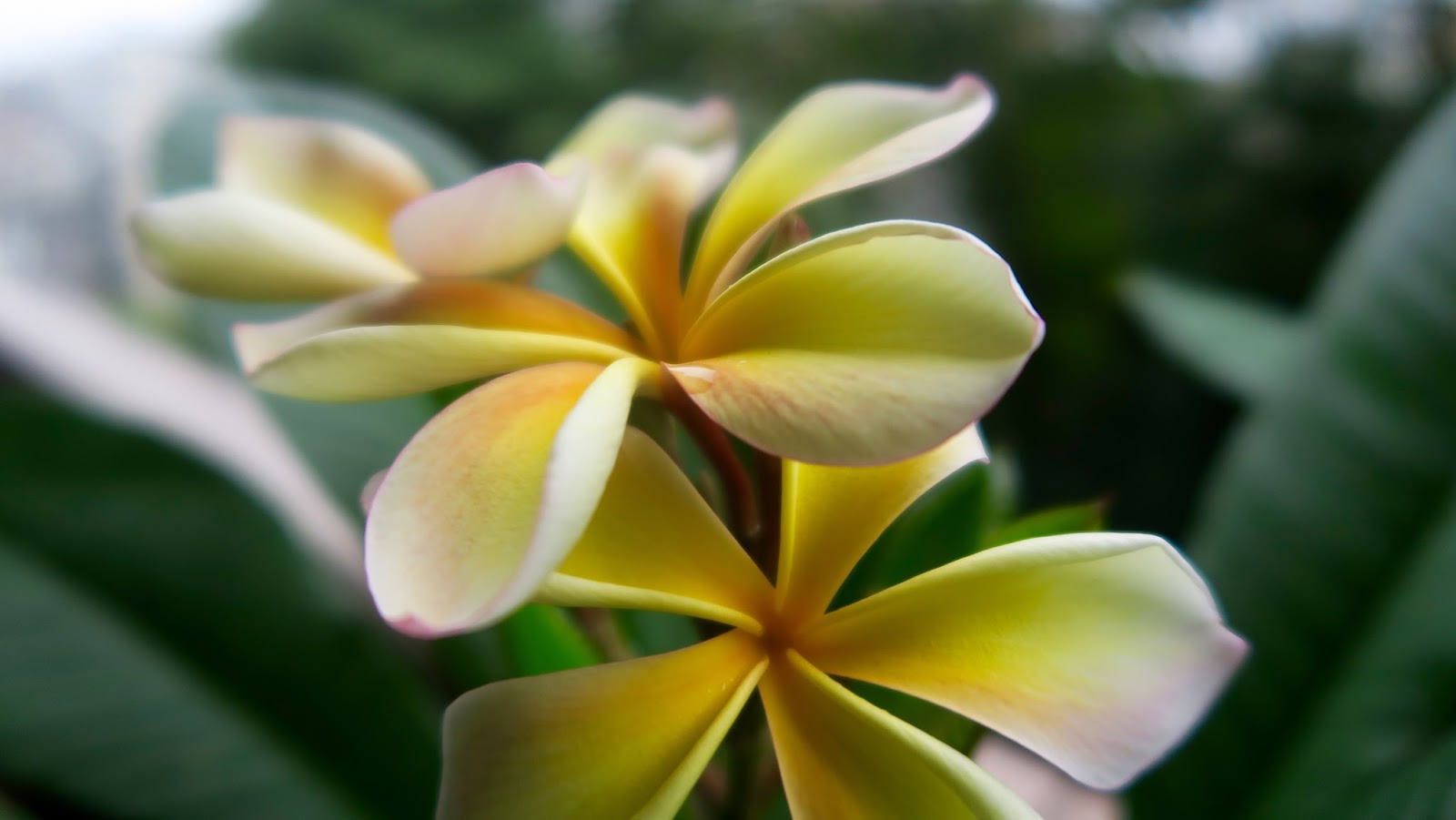 Blooming plumeria in Eastern Japan