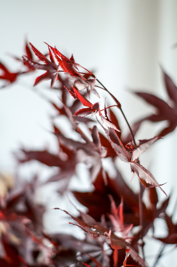 Blog + Fotografie by it's me! | fim.works | Japanischer roter Ahorn in der Vase, nicht am Baum