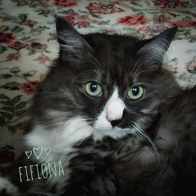 Sweet and Shy FiFiona - my lovely smokey cat