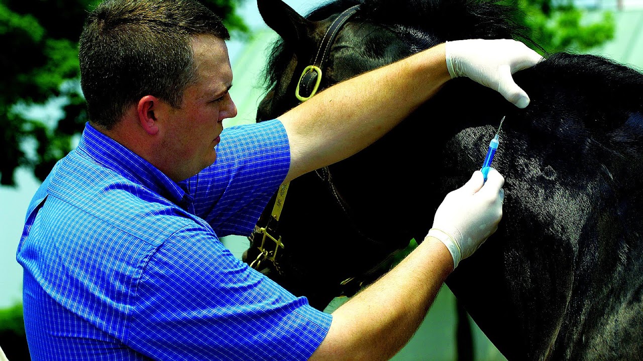 Microchip implant (animal) Horse Horse Choices