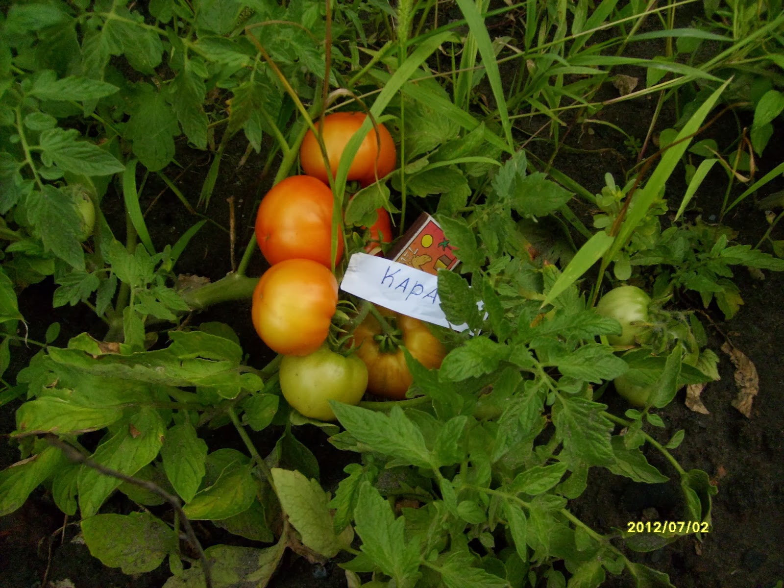 томат без хлопот. помидоры не забот не хлопот. сорт томата чибис. томат ни забот ни хлопот уральский дачник. томат бумеранг уральский дачник.