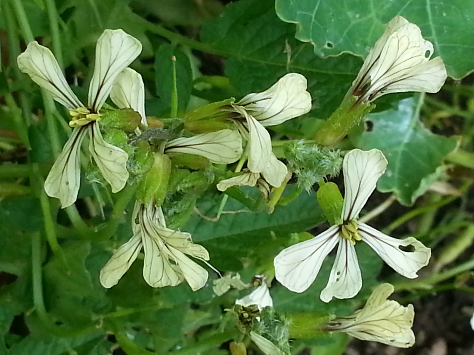 Edible Flowers for Leafy Green Salads