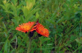 Indian Paintbrush