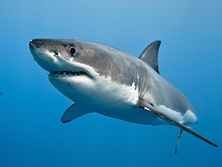 Say hello to Carcharodon Carcharias. Great White Shark