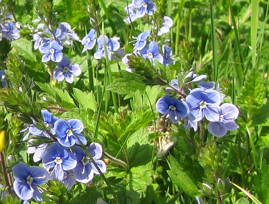 Przetacznik perski (Veronica persica Poir.).