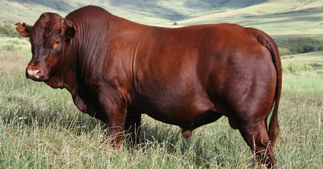 AGRICARE ENTERPRISES KANUNI ZA UFUGAJI BORA WA NG'OMBE