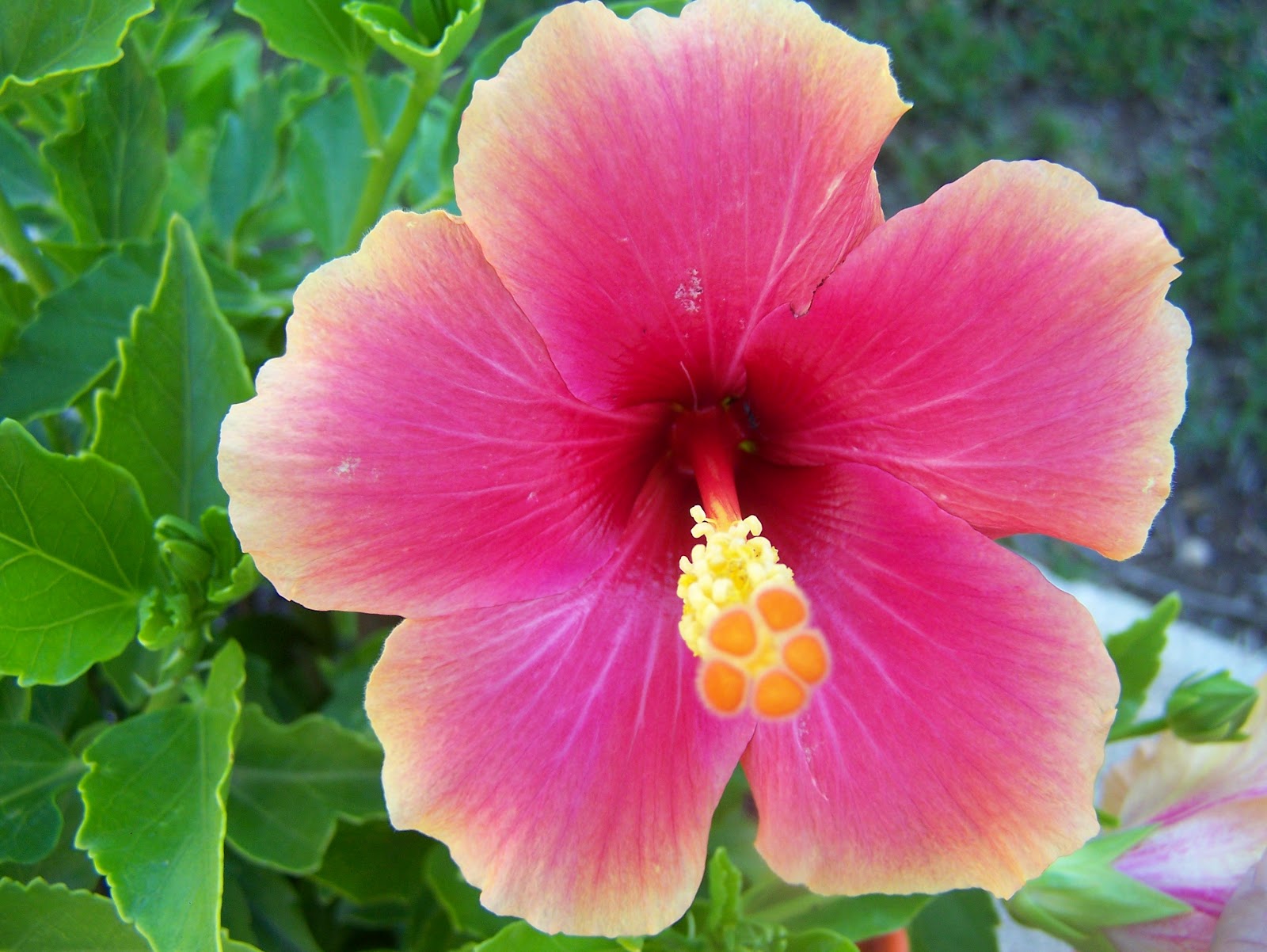 La flor del hibiscus rosa sinensis Krista