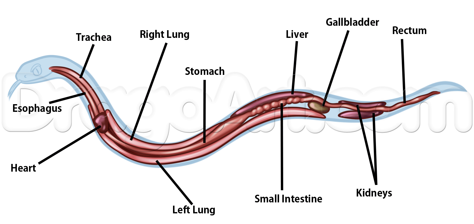 Легкие у змей. Сердце змеи анатомия. Змея кровеносная система. Кровеносная система змеи схема. Строение сердца гадюки.