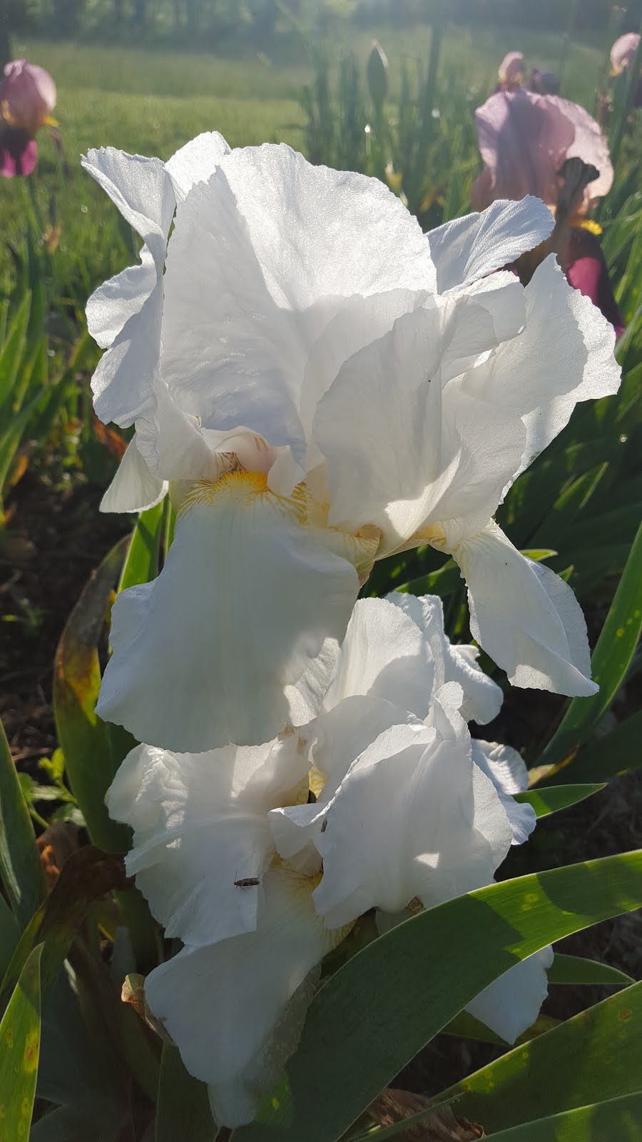 Iris Plants for Sale