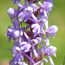 http://wild-flowers-of-europe.blogspot.nl/2014/12/gymnadenia-conopsea.html