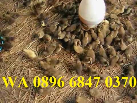 Jual Bibit Entok Broiler Jual Bibit Entok Wonogiri