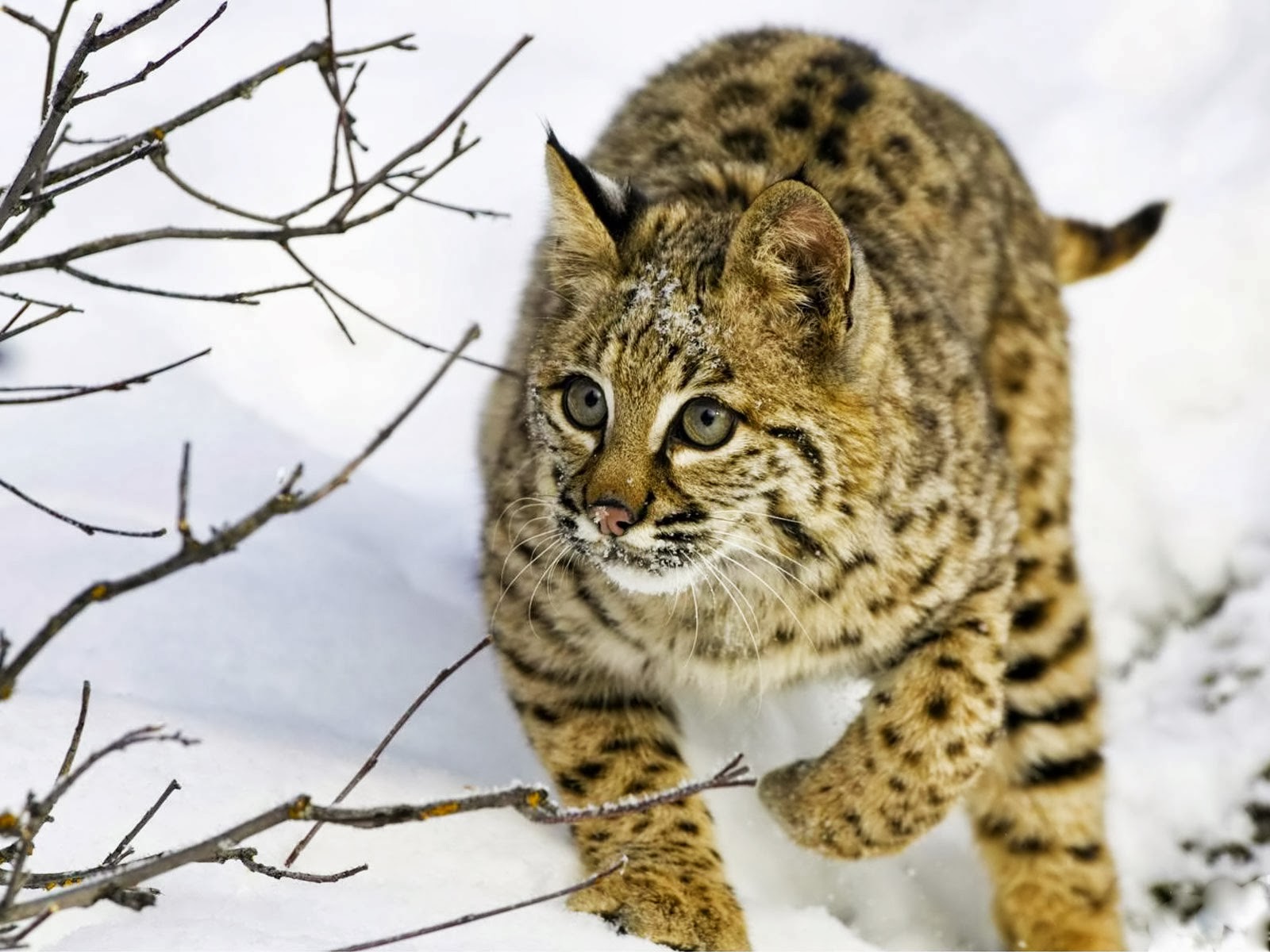 Lynx Cat Cats World