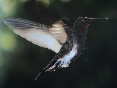 Colorido, colibri