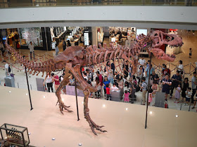 compllete Tyrannosaurus rex skeleton on display at the IFC in Hong Kong
