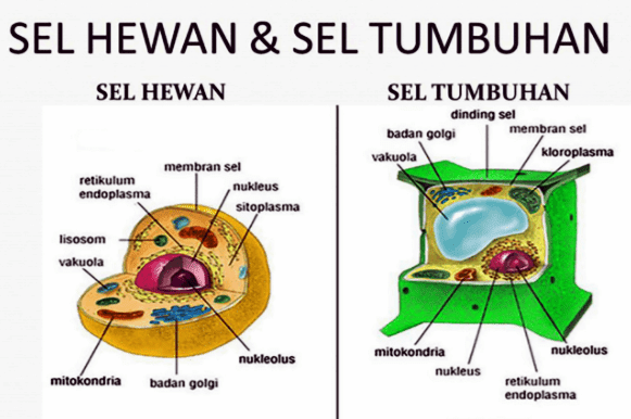 Contoh Soal Materi Retikulum Endoplasma Kuliah