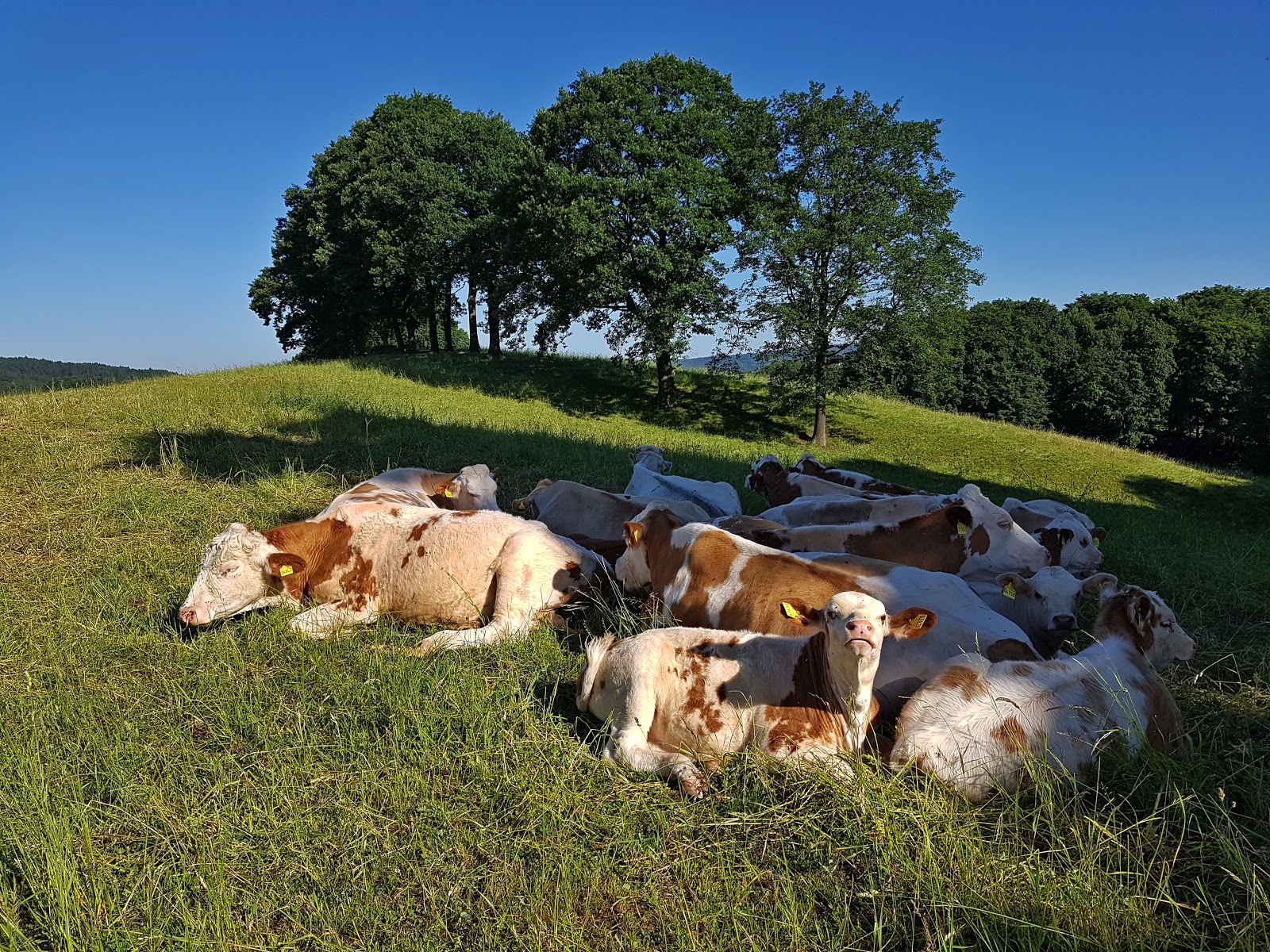 Naturmoden Steffi Hacke 06 01 2017 07 01 2017