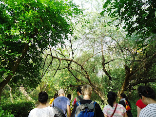 Photo of A walk in the forest- Sanjay Van 6/7 by Nancy Agarwal