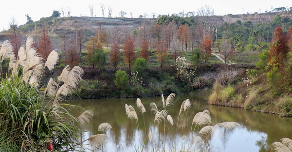 宴山林鴛鴦湖|台中北屯大坑落羽松秘境，上百棵落羽松圍繞湖畔