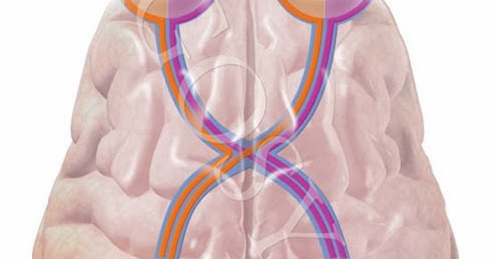 تقوم الخلايا العصبية ذات الأغماد الميلينية بنقل الألم الشديد والذي ينتقل فيها السيال العصبي عن طريق القفز بين العقد التي تفصل بين الأغماد الميلينية
