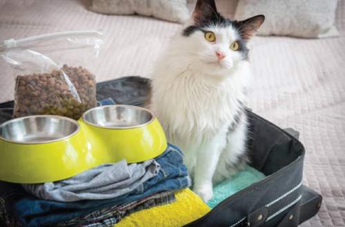 cat sitting in suitcase