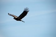 Bird in Flight. One of the first photos of the day, this guy came around the . (bald eagle in flight )