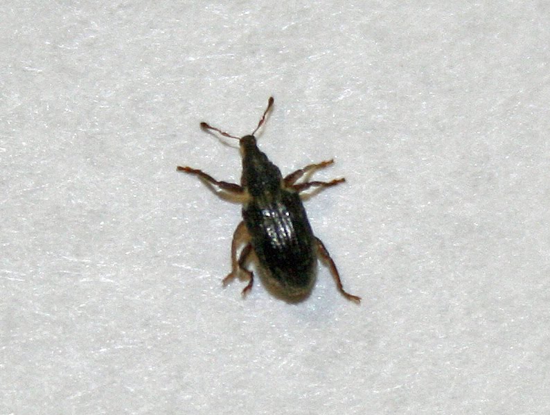 Highlands Country Club Agronomy: Annual Bluegrass Weevil (ABW)