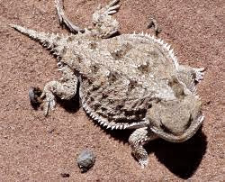 horned toad toads reptiles lizards lagarto cornudo desierto phrynosoma amphibians vivarium platyrhinos bearded movement mammals thorny insectos